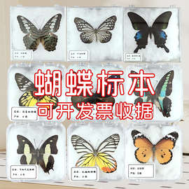 蝴蝶標本 自然科學教學中的生動課堂